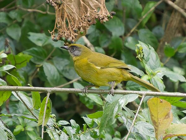 <h3><a href="/trips/tanzania/biota/animalia/chordata/aves/040 passeriformes/074 pycnonotidae/arizelocichla olivaceiceps/arizelocichla olivaceiceps-nl.html">Arizelocichla&nbsp;olivaceiceps</a> / Olive‑headed&nbsp;greenbul / Olijfkopbuulbuul</h3>OM-1 Mark II met OLYMPUS M.150-400mm F4.5, 1/2000 sec  bij F5.0, ISO 3200, afstand 23.7&nbsp;m